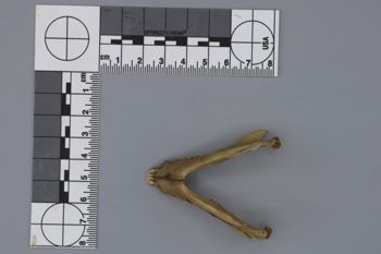 Media type: image; Mammalogy 44857
